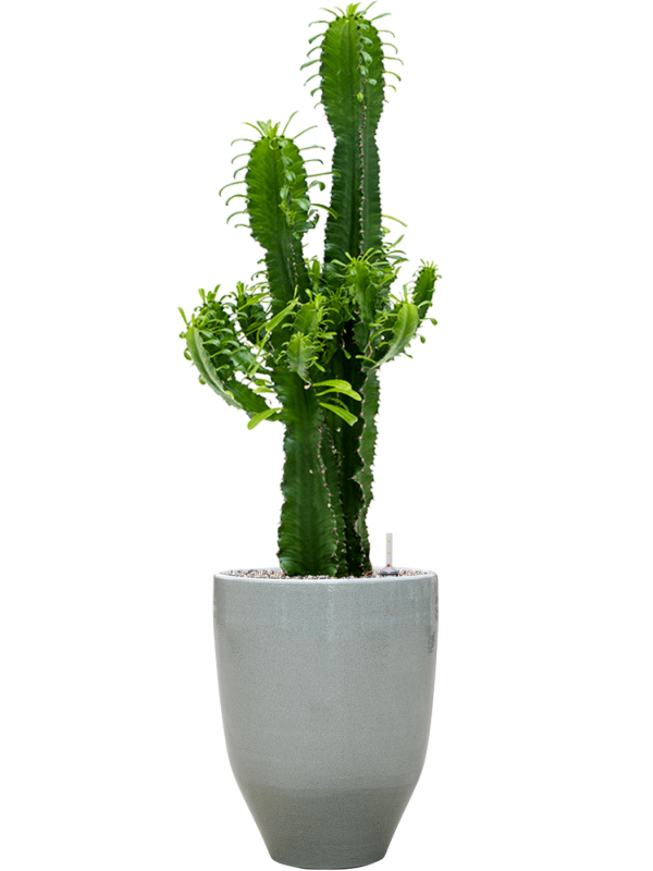 Euphorbia erytrea in One and Only Office Plant With Pot 114cm Height 29.5cm Dia