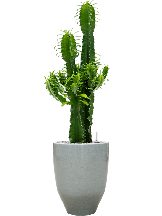 Euphorbia erytrea in One and Only Office Plant With Pot 114cm Height 29.5cm Dia