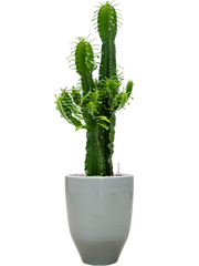 Euphorbia erytrea in One and Only Office Plant With Pot 114cm Height 29.5cm Dia