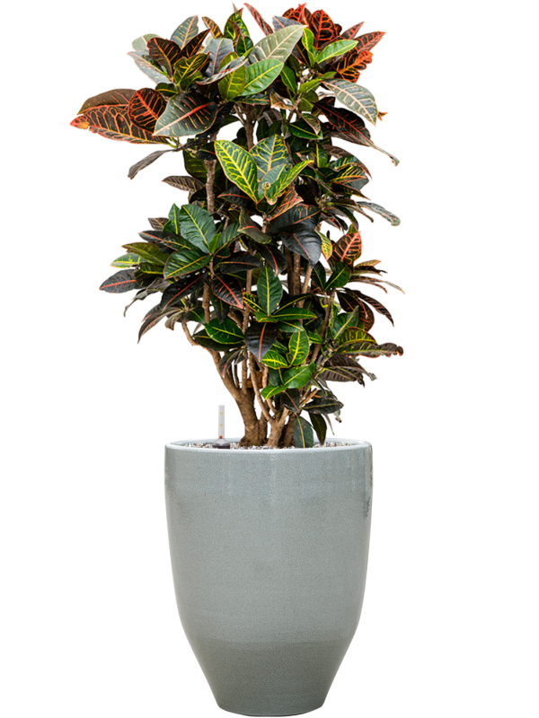 Croton (Codiaeum) variegatum 'Petra' in One and Only Office Plant With Pot 103cm Height 29.5cm Dia