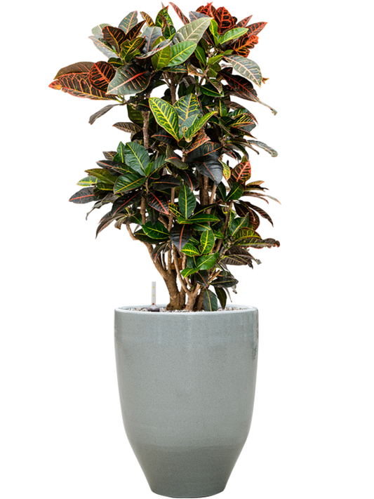 Croton (Codiaeum) variegatum 'Petra' in One and Only Office Plant With Pot 103cm Height 29.5cm Dia