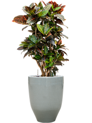 Croton (Codiaeum) variegatum 'Petra' in One and Only Office Plant With Pot 103cm Height 29.5cm Dia