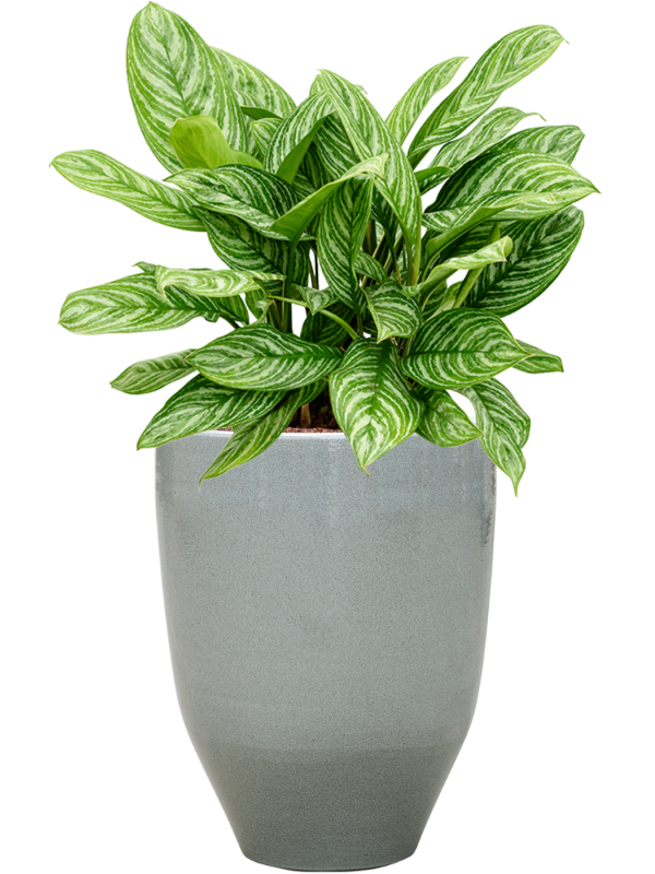 Aglaonema 'Stripes' in One and Only Office Plant With Pot 76cm Height 29.5cm Dia