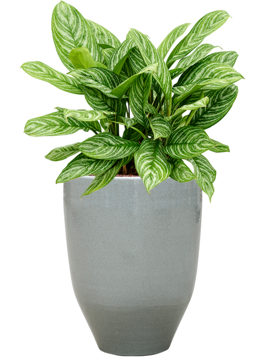 Aglaonema 'Stripes' in One and Only Office Plant With Pot 76cm Height 29.5cm Dia