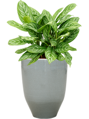 Aglaonema 'Stripes' in One and Only Office Plant With Pot 76cm Height 29.5cm Dia