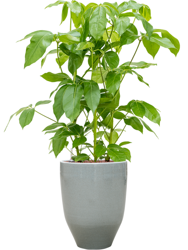 Schefflera actinophylla 'Amate' in One and Only Office Plant With Pot 111cm Height 29.5cm Dia