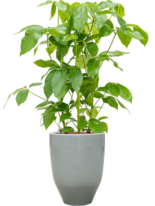 Schefflera actinophylla 'Amate' in One and Only Office Plant With Pot 111cm Height 29.5cm Dia