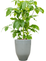 Schefflera actinophylla 'Amate' in One and Only Office Plant With Pot 111cm Height 29.5cm Dia