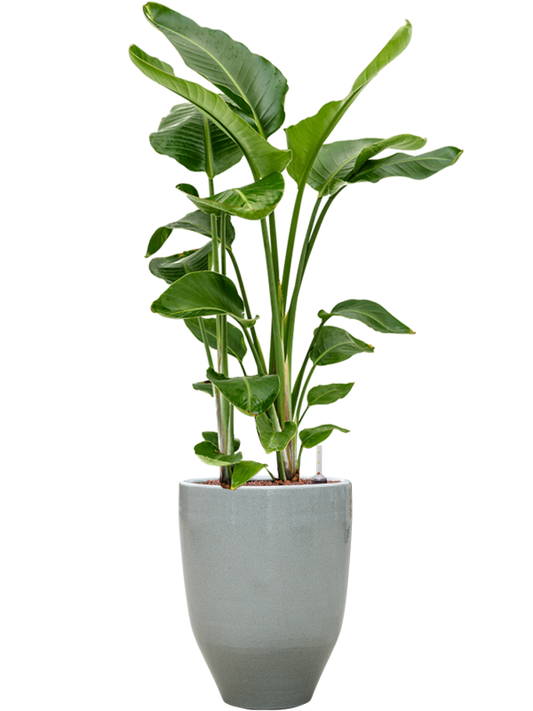 Strelitzia nicolai in One and Only Office Plant With Pot 121cm Height 29.5cm Dia