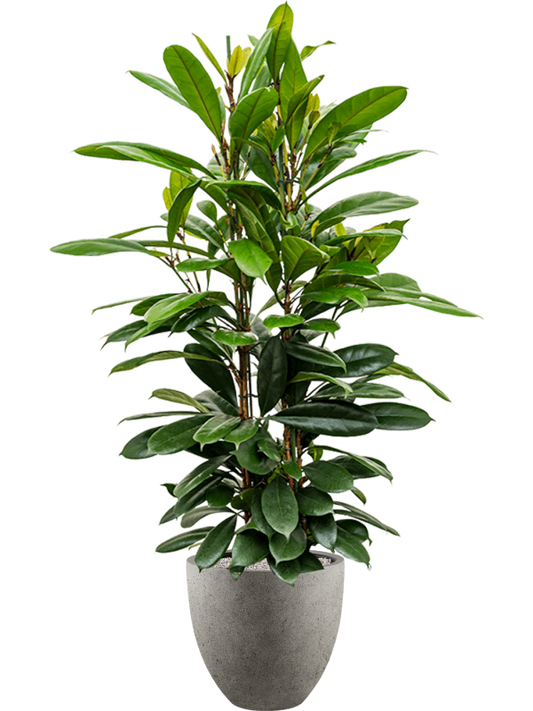 Ficus cyathistipula in Grigio Office Plant With Pot 157cm Height 33cm Dia