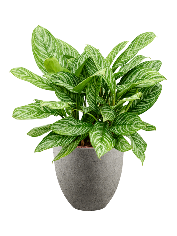 Aglaonema 'Stripes' in Grigio Office Plant With Pot 94cm Height 33cm Dia