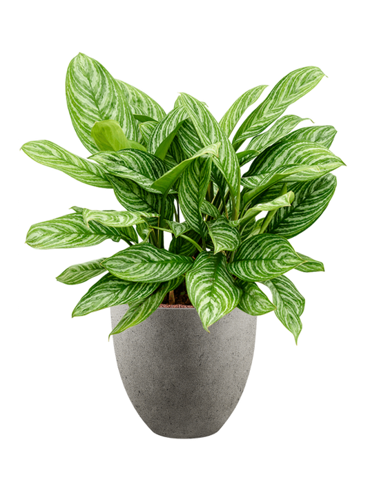 Aglaonema 'Stripes' in Grigio Office Plant With Pot 94cm Height 33cm Dia