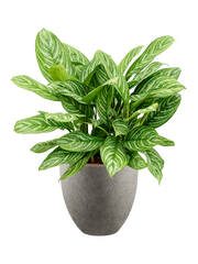 Aglaonema 'Stripes' in Grigio Office Plant With Pot 94cm Height 33cm Dia