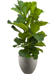 Ficus lyrata in Grigio Office Plant With Pot 136cm Height 33cm Dia