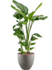 Strelitzia nicolai in Grigio Office Plant With Pot 143cm Height 33cm Dia