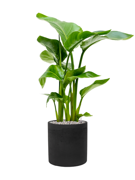 Strelitzia nicolai in Rough Office Plant With Pot 83cm Height 23cm Dia