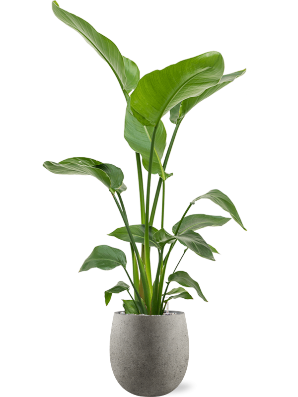 Strelitzia nicolai in Grigio Office Plant With Pot 137cm Height 23cm Dia