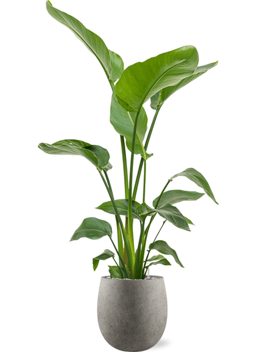 Strelitzia nicolai in Grigio Office Plant With Pot 137cm Height 23cm Dia