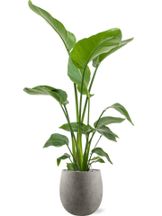 Strelitzia nicolai in Grigio Office Plant With Pot 137cm Height 23cm Dia