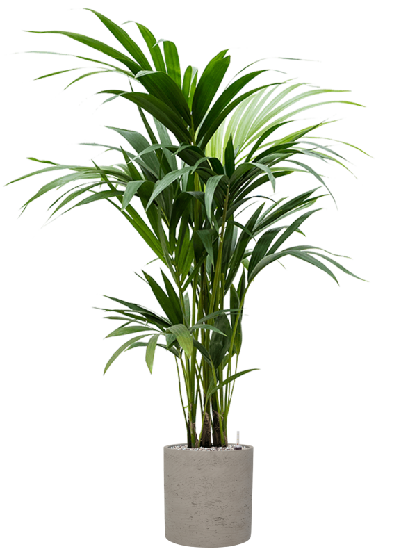 Kentia (Howea) forsteriana in Rough Office Plant With Pot 129cm Height 23cm Dia