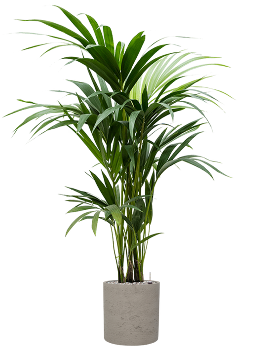 Kentia (Howea) forsteriana in Rough Office Plant With Pot 129cm Height 23cm Dia