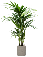 Kentia (Howea) forsteriana in Rough Office Plant With Pot 129cm Height 23cm Dia