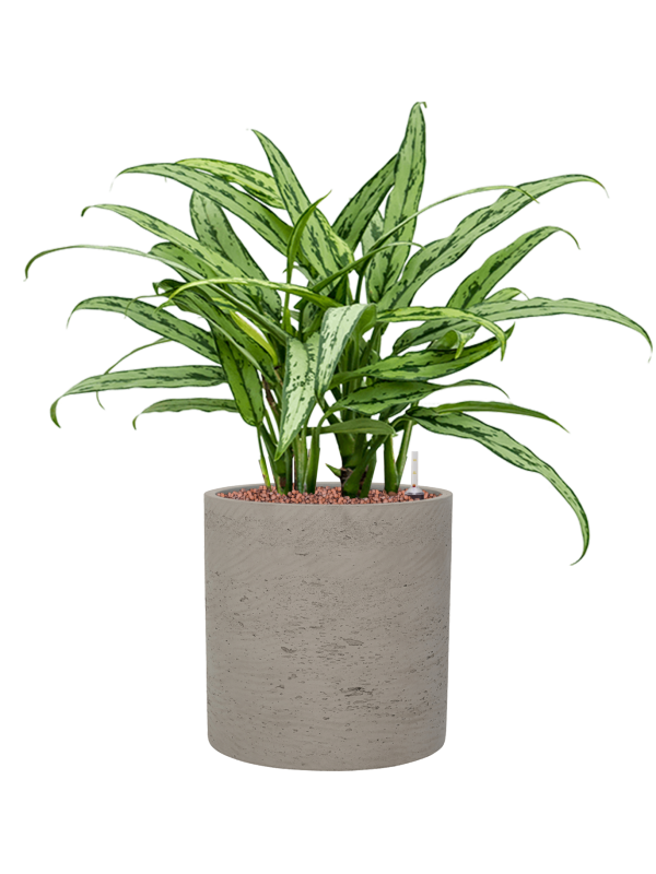 Aglaonema 'Cutlass' in Rough Office Plant With Pot 59cm Height 23cm Dia