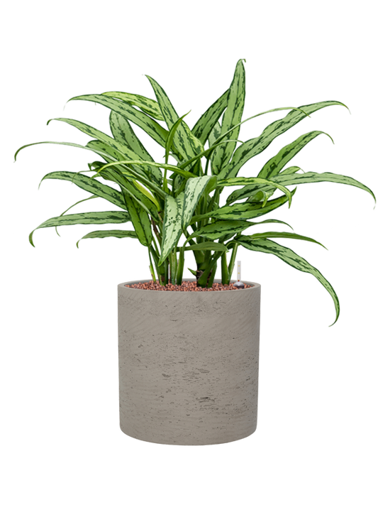 Aglaonema 'Cutlass' in Rough Office Plant With Pot 59cm Height 23cm Dia