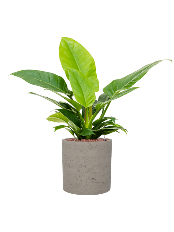 Philodendron 'Imperial Green' in Rough Office Plant With Pot 69cm Height 23cm Dia