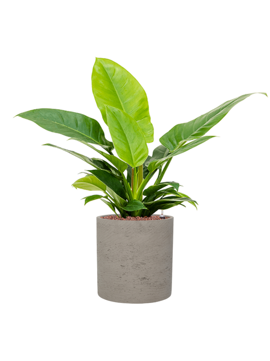 Philodendron 'Imperial Green' in Rough Office Plant With Pot 69cm Height 23cm Dia