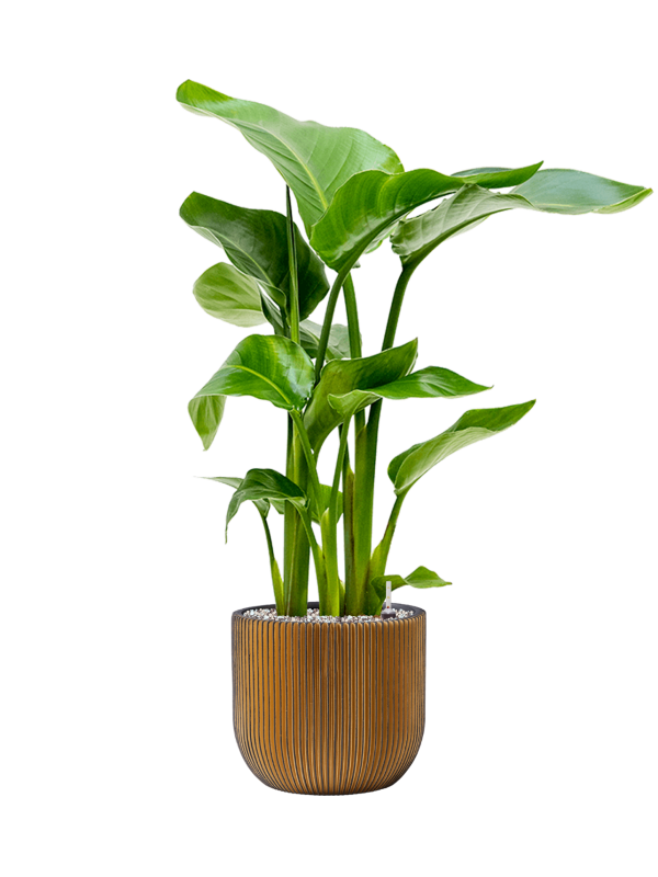 Strelitzia nicolai in Capi Nature Groove Office Plant With Pot 79cm Height 21.5cm Dia