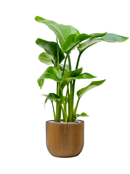 Strelitzia nicolai in Capi Nature Groove Office Plant With Pot 79cm Height 21.5cm Dia