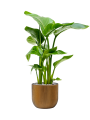 Strelitzia nicolai in Capi Nature Groove Office Plant With Pot 79cm Height 21.5cm Dia