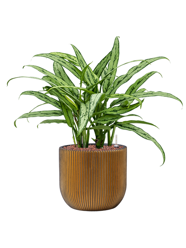 Aglaonema 'Cutlass' in Capi Nature Groove Office Plant With Pot 54cm Height 21.5cm Dia