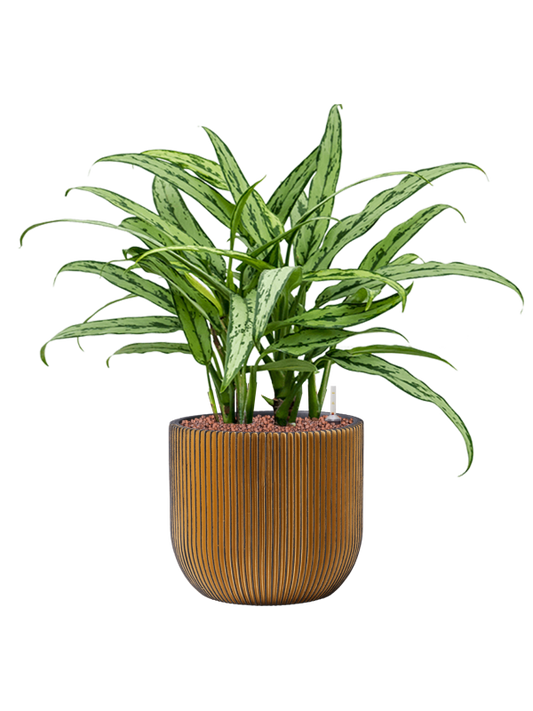 Aglaonema 'Cutlass' in Capi Nature Groove Office Plant With Pot 54cm Height 21.5cm Dia