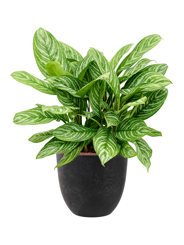 Aglaonema 'Stripes' in Artstone Office Plant With Pot 92cm Height 36cm Dia