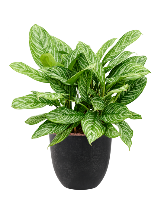 Aglaonema 'Stripes' in Artstone Office Plant With Pot 92cm Height 36cm Dia