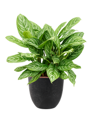 Aglaonema 'Stripes' in Artstone Office Plant With Pot 92cm Height 36cm Dia