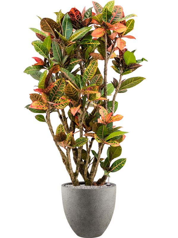 Croton (Codiaeum) variegatum 'Petra' in Grigio Office Plant With Pot 154cm Height 33cm Dia