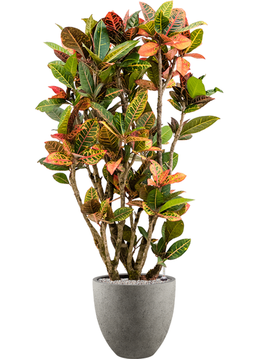 Croton (Codiaeum) variegatum 'Petra' in Grigio Office Plant With Pot 154cm Height 33cm Dia