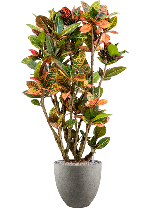 Croton (Codiaeum) variegatum 'Petra' in Grigio Office Plant With Pot 153cm Height 33cm Dia