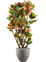 Croton (Codiaeum) variegatum 'Petra' in Grigio Office Plant With Pot 153cm Height 33cm Dia