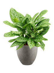 Aglaonema 'Stripes' in Grigio Office Plant With Pot 94cm Height 33cm Dia