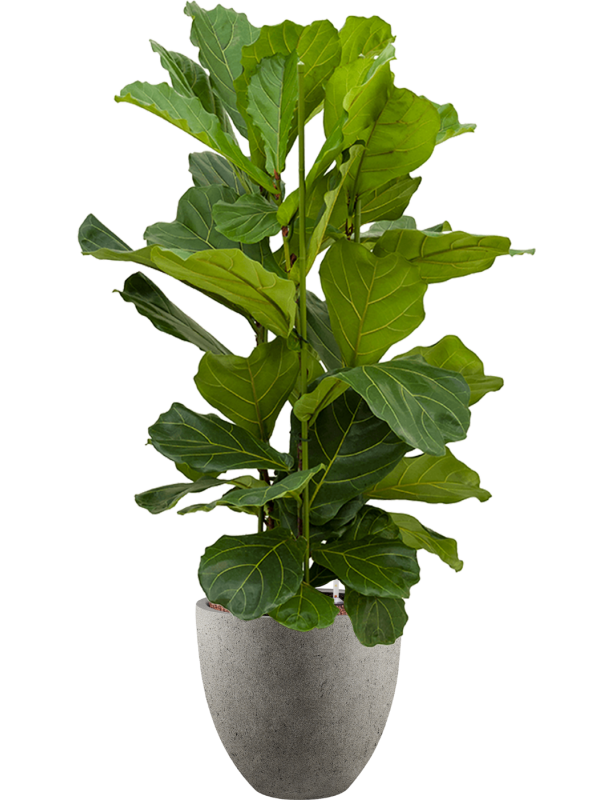 Ficus lyrata in Grigio Office Plant With Pot 136cm Height 33cm Dia