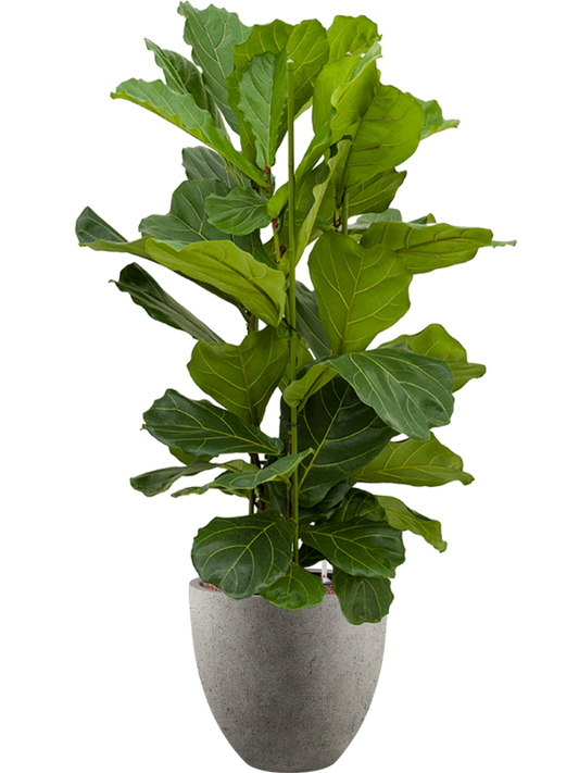 Ficus lyrata in Grigio Office Plant With Pot 136cm Height 33cm Dia