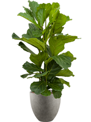 Ficus lyrata in Grigio Office Plant With Pot 136cm Height 33cm Dia