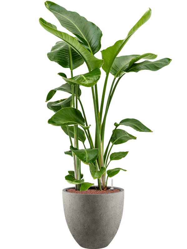 Strelitzia nicolai in Grigio Office Plant With Pot 143cm Height 33cm Dia