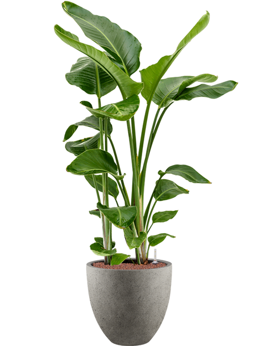 Strelitzia nicolai in Grigio Office Plant With Pot 143cm Height 33cm Dia