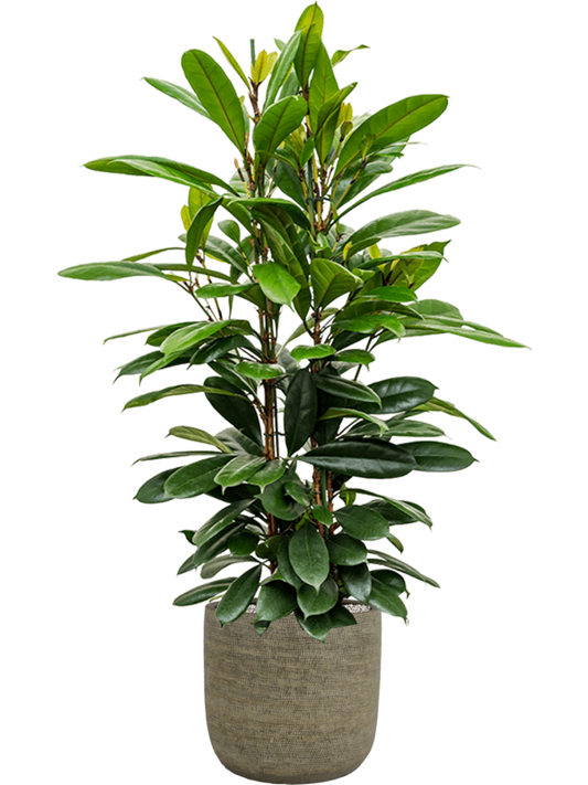 Ficus cyathistipula in Magna Office Plant With Pot 159cm Height 36cm Dia