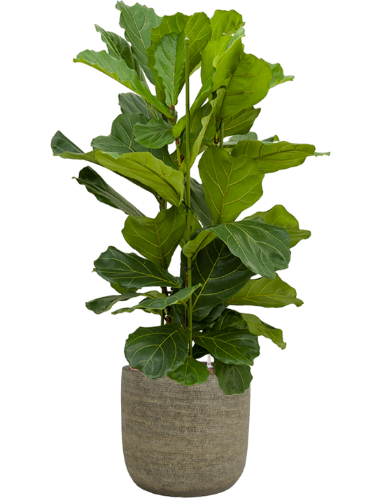 Ficus lyrata in Magna Office Plant With Pot 138cm Height 36cm Dia